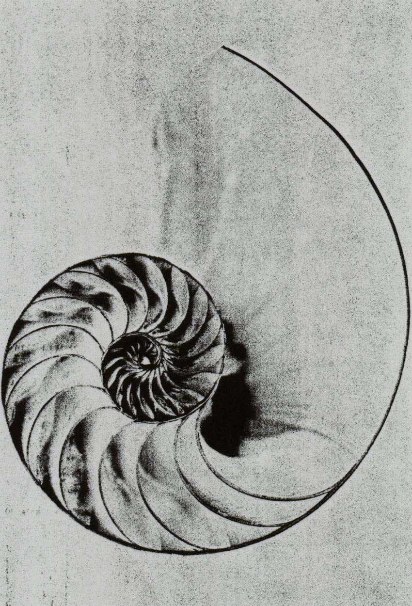 JKG-nautilus-shell-wkimedia-commons